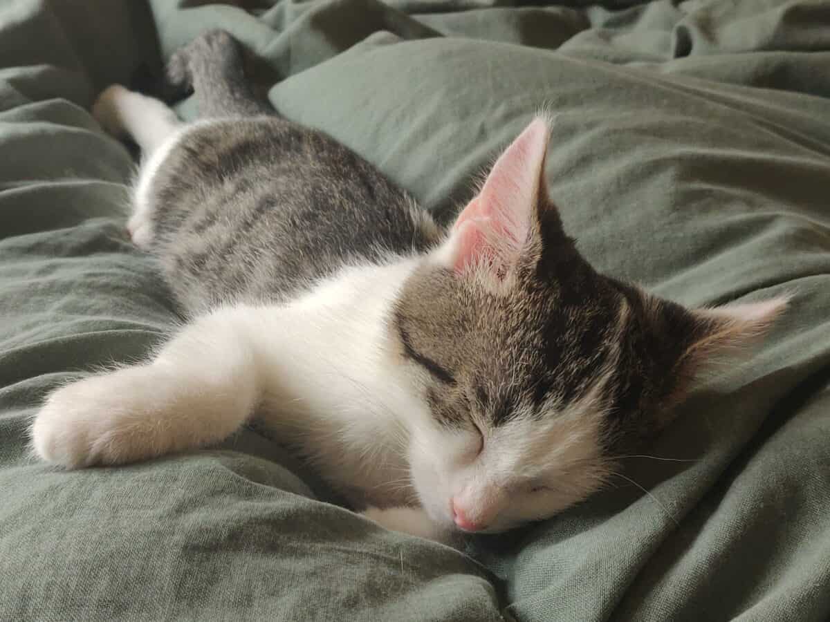 Vår nya familjemedlem – möt den underbara katten Daisy