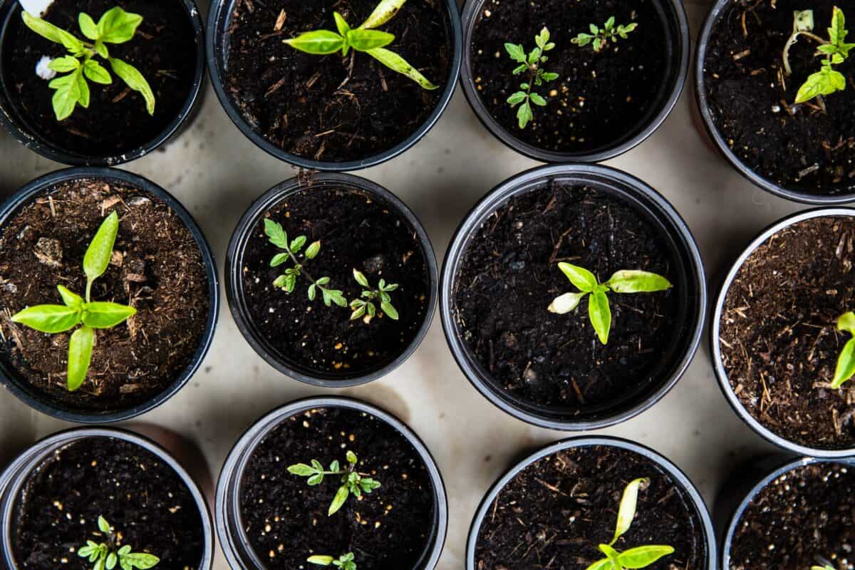 Att odla hållbart – Ekologiska tips för din trädgård